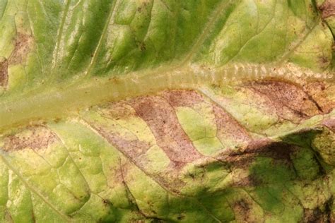 Lettuce Septoria Leaf Spot Blight