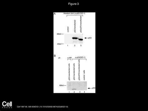 Volume 90, Issue 4, Pages (August 1997) - ppt download