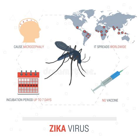 Zika Virus Infographic Transmission Stock Vector Illustration Of