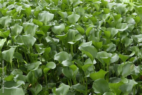 Water Hyacinth Eichhornia Crassipes With A Single Purple Flower