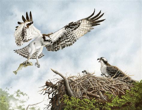 Osprey Lovers Key Florida Painting By Richard Devine Fine Art America