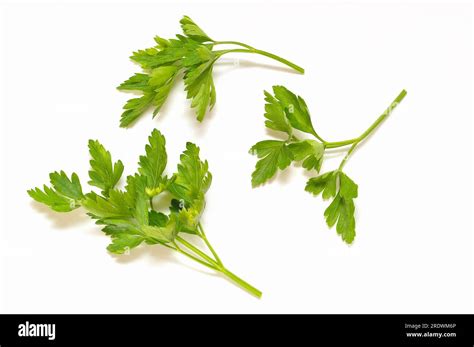 Fresh Parsley Sprigs On A White Background Stock Photo Alamy