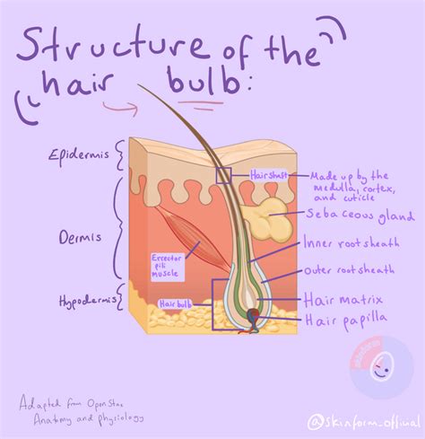 The structure of the hair bulb - Skin anatomy #4 : r/skinform