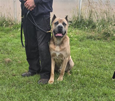 The secret training methods cane corso kings uses for puppies 10