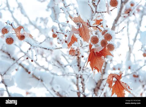 Sugar Maple Tree Winter