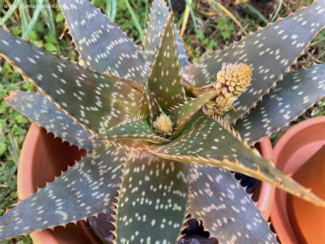 Aloe aristata Plantas y Jardín