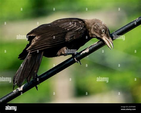 Black Bird Looking Down Stock Photo Alamy