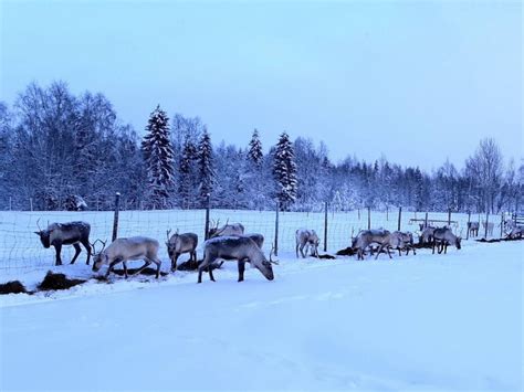 11 Unique Reindeer Experiences in Finland (2023 Travel Guide) – Trips ...