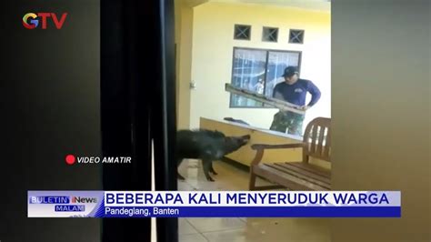 Geger Seekor Babi Ngamuk Masuk Ke Klinik Seruduk Warga Di Pandeglang