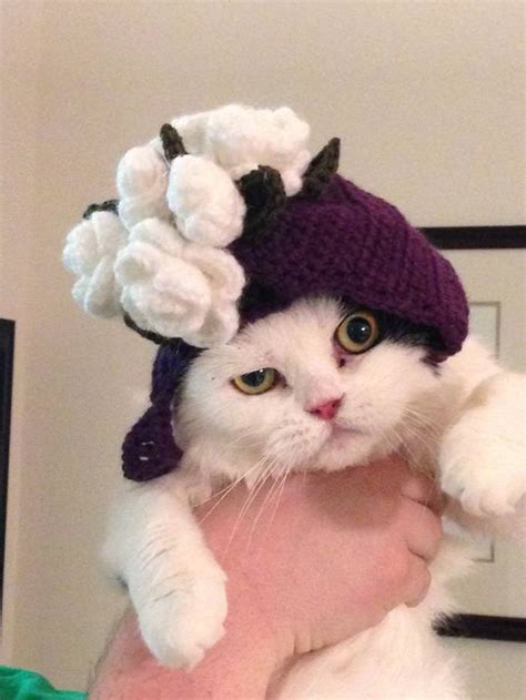 15 Silly Cats Wearing Hats - iHeartCats.com