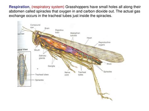 Ppt Grasshopper Dissection Powerpoint Presentation Free Download