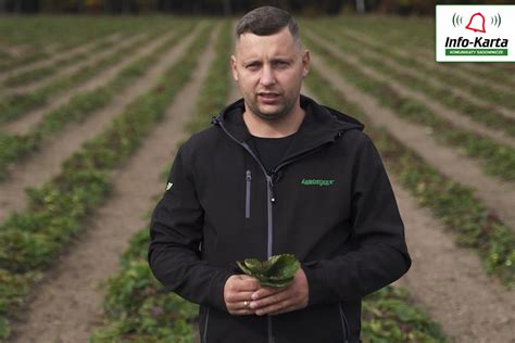 Jesienne Zabiegi Na Plantacji Truskawek Komunikat Jagodowy Agrosimex