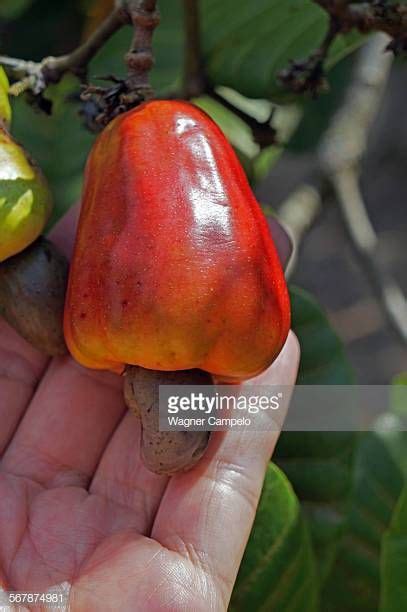 Anacardium occidentale | All fruits, Fruit, Plant pictures