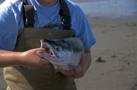 Fishing Report Sockeye Hit The Dipnet Kings Rule The Kenai