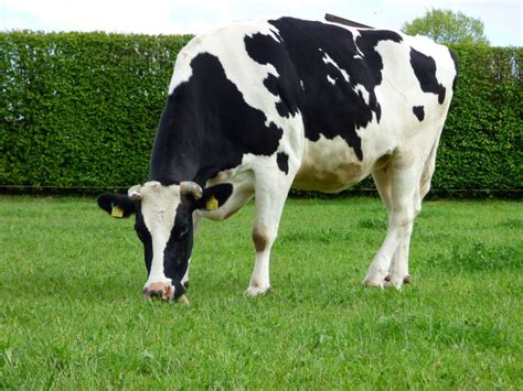 Ilvy – Initiative Lebenstiere e.V.