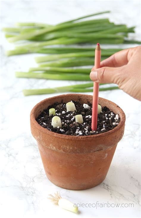 How To Regrow Green Onions Scallions Spring Onions From Kitchen