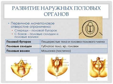 Развитие органов мочеполовой системы - презентация онлайн
