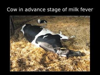 Milk Fever PPT