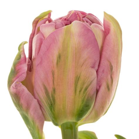 Franz Pink Doppel Livorno Gramm Cm Franz Sische Tulpe Heyl