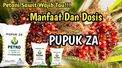 Manfaat Dan Dosis Pupuk Za Untuk Kelapa Sawit Youtube