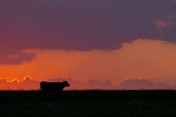 Free Webinars To Discuss Parasite Control In Cattle Oklahoma State