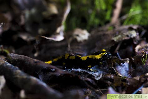 La Salamandre Tachetée Salamandra Salamandra