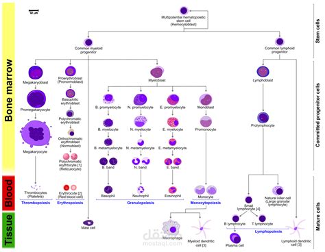 Granulopoiesis Morphology | مستقل