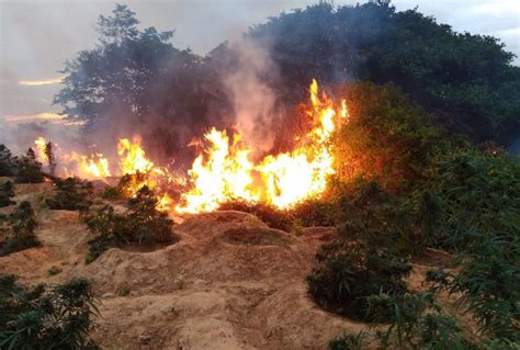 Pol Cia Erradica Mais De Mil P S De Maconha Em Planta O Na Ilha De