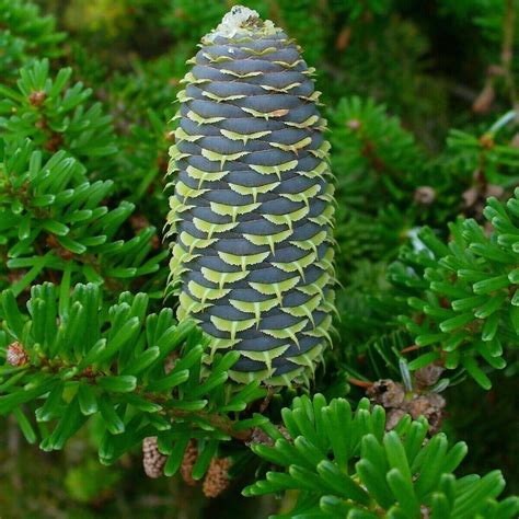 20 Korean Fir Tree (Abies Koreana) Seeds