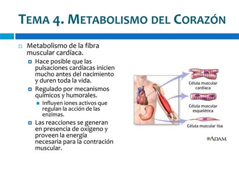 Anatomia Cardiaca Ppt