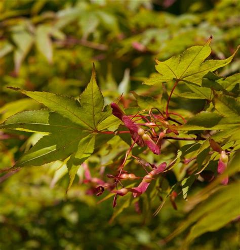 Acer Palmatum Sakazuki Japan Ahorn F Cherahorn Gartenpflanzen Daepp