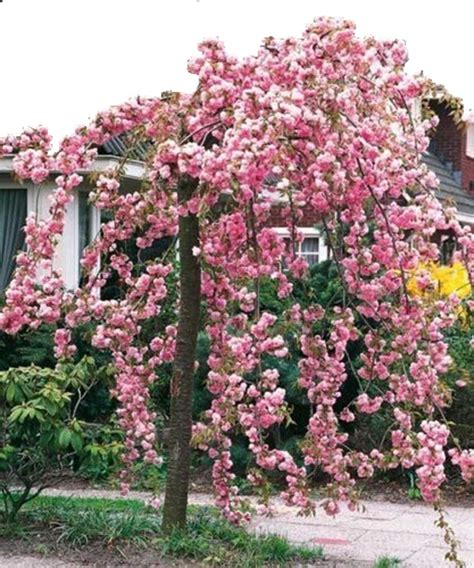 Prunus Serrulata ‘kiku Shidare Zakura Povešava Japonska češnja