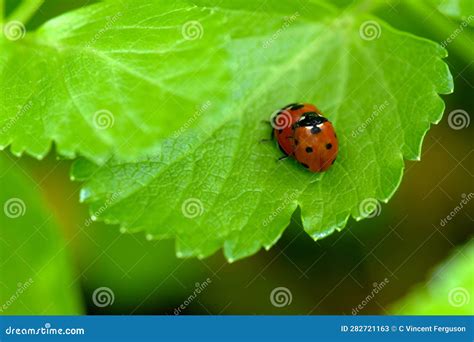 Ladybug Sex On Wild Celery Leaf 03 Stock Image Image Of Breeding