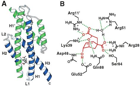 Aroq Structure And Active Site A The Homodimeric Enzyme Is Shown