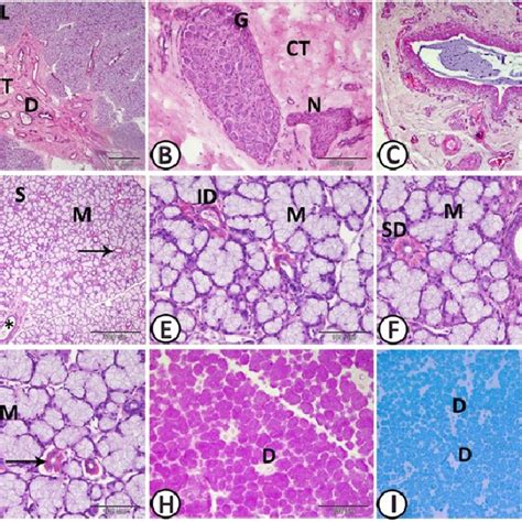 Dog Salivary Gland Lump