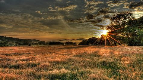 1366x768px | free download | HD wallpaper: bamboo plant, leaf, nature