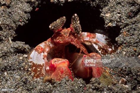 Spearing Mantis Shrimp Photos and Premium High Res Pictures - Getty Images