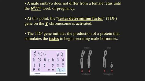 Ppt Sex Chromosomes So Far What Do You Know About Sex Chromosomes Powerpoint Presentation