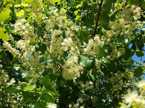 Prunus Ilicifolia Ssp Ilicifolia Linda Vista Native Plants