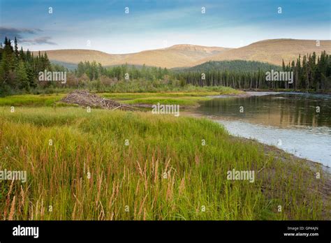 Beaver Castor Canadensis Lodge In Taiga Wetlands Stock Photo Alamy