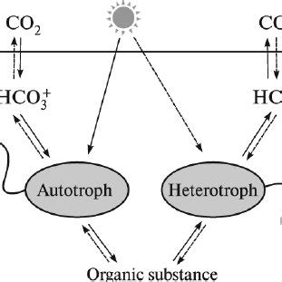 Pdf Mixotrophy In Microorganisms Ecological And Cytophysiological