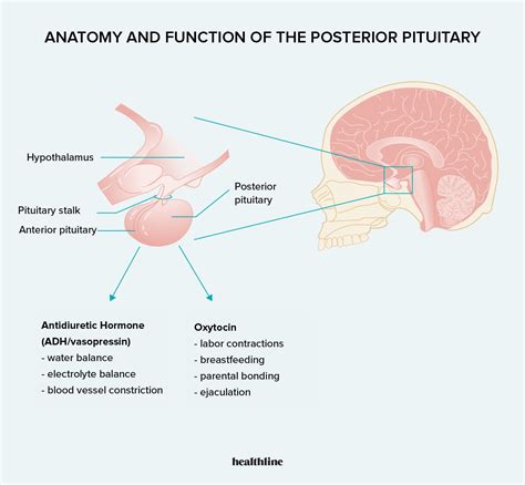 Anterior And Posterior Pituitary Gland Diagram