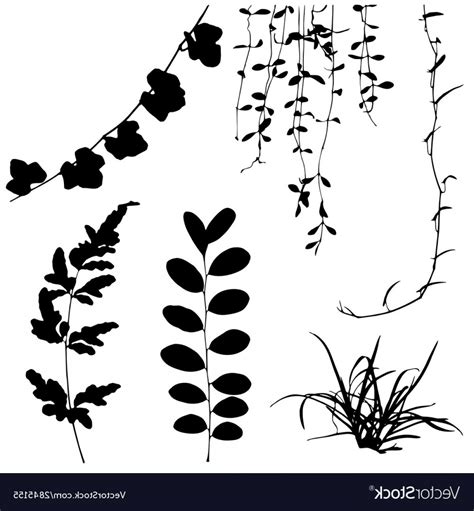 Silhouettes Of Leaf And Vine Plant Vector Soidergi