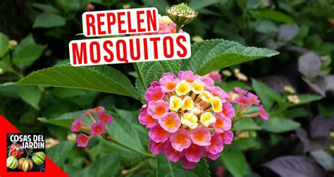 12 Plantas Que Son Repelentes Naturales De Mosquitos Cosas Del Jardin