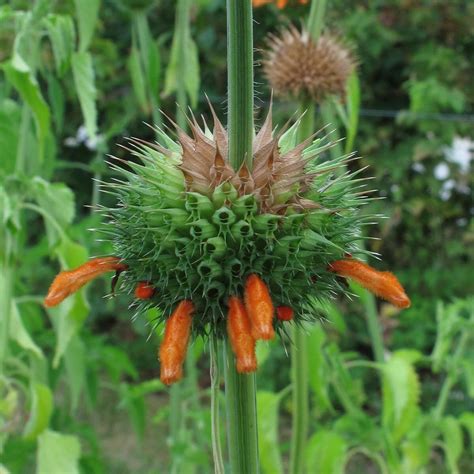 Cola de león Leonotis leonurus aprox 20 semillas