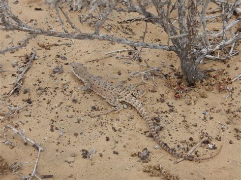 Cope s Leopard Lizard from Mulegé B C S México on 12 May 2019 at 01