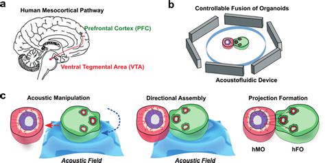 The controllable fusion of hMOs and hFOs to model the mesocortical... | Download Scientific Diagram