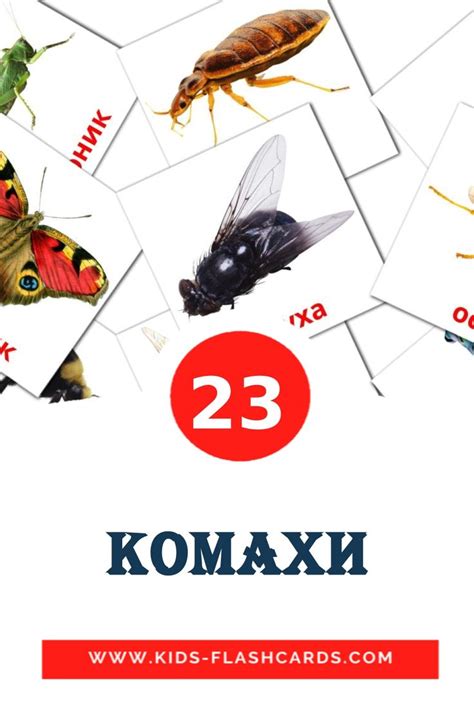 23 карточек Насекомые для детей на украинском (PDF файлы) | Free ...