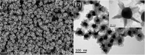 Facile Synthesis Of Flower Shaped Au GdVO 4 Eu Core Shell