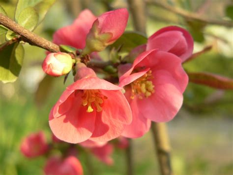 Flowering quince (Chaenomeles speciosa)